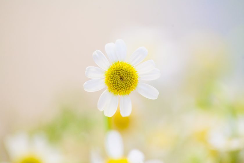 chamomile essential oil for sensitive kids