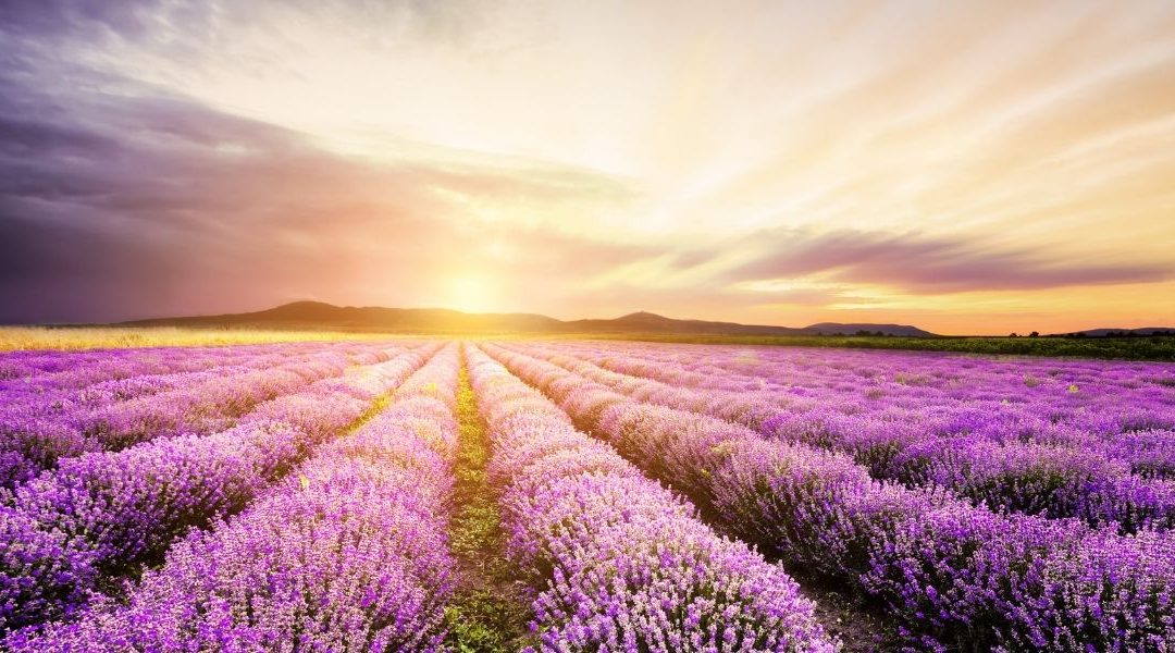 Why Lavender Essential Oil Should Be In Every Family First Aid Kit